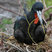 Great Frigatebird